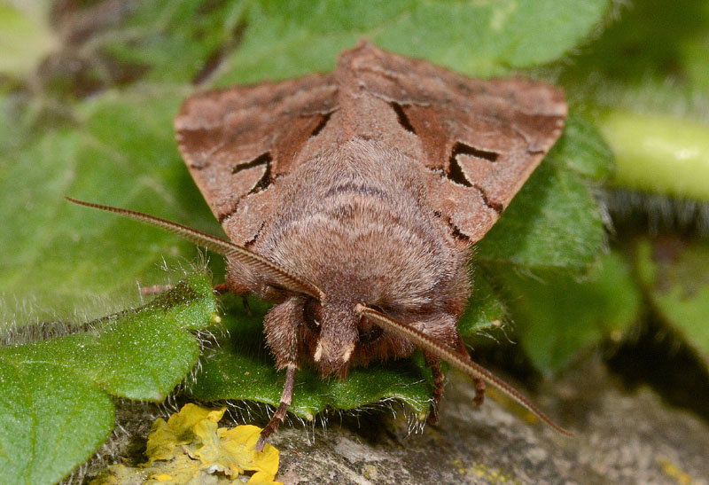 17 Quiz - Orthosia (Semiophora) gothica